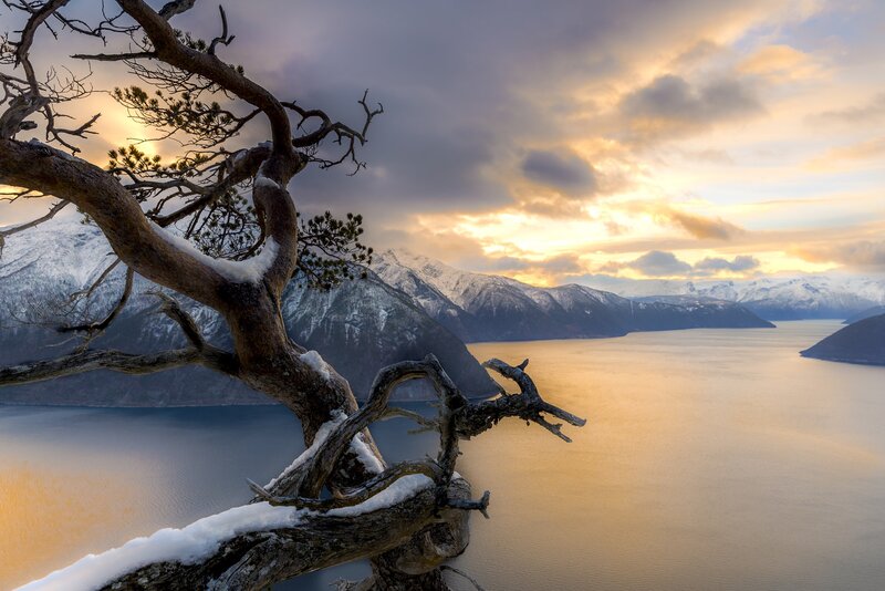 Snow-covered Tree on Cliff — Gold