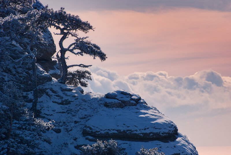 Snow-covered Tree on Cliff
