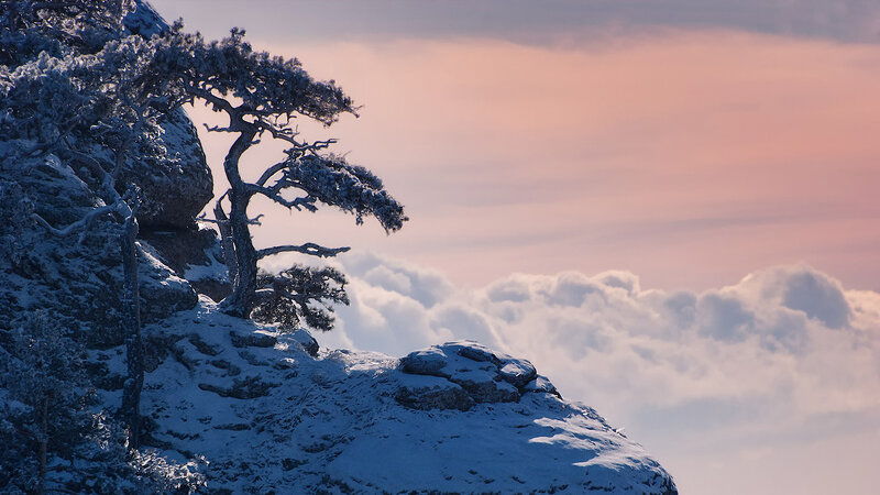 Snow-covered Tree on Cliff — White
