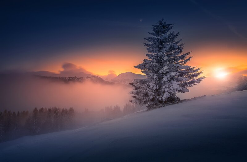 Snow-covered Tree on Hill — Blue, Serene