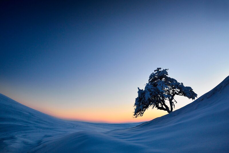 Snow-covered Tree on Hill — Blue