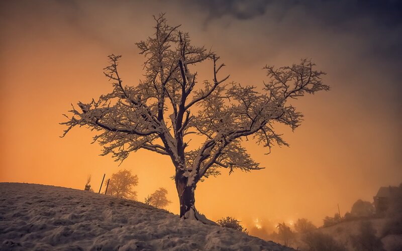 Snow-covered Tree on Hill — Orange