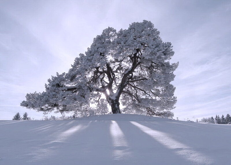 Snow-covered Tree on Hill