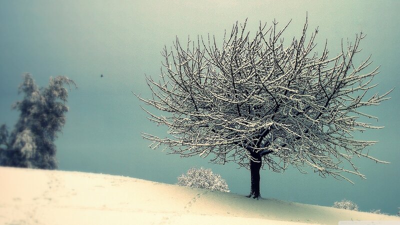 Snow-covered Tree on Hill — White, Serene