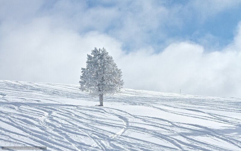 Snow-covered Tree on Hill — White, Serene, Winter, Photograph