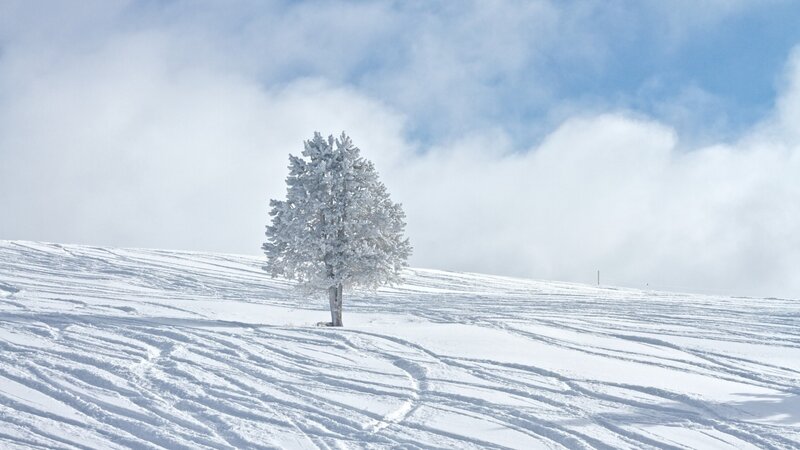 Snow-covered Tree on Hill — White, Serene, Winter