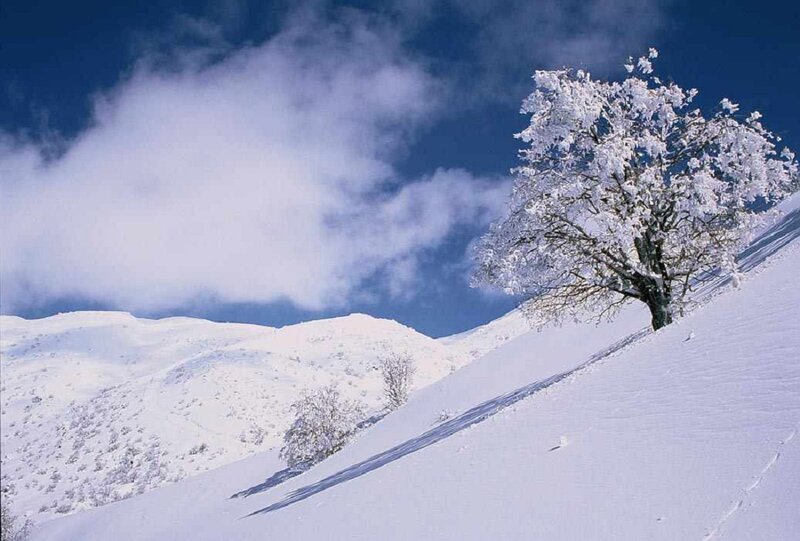 Snow-covered Tree on Hill — White