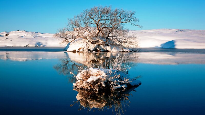 Snow-covered Tree on Island — Blue