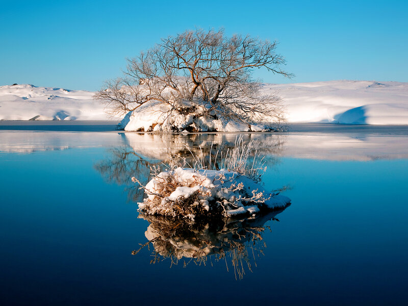 Snow-covered Tree on Island