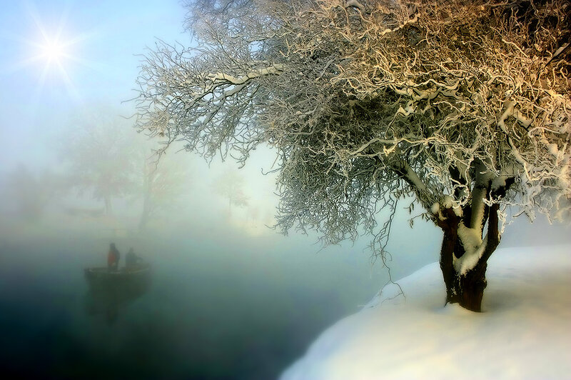 Snow-covered Tree on Lake