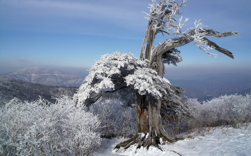 Snow-covered Tree on Mountain — White