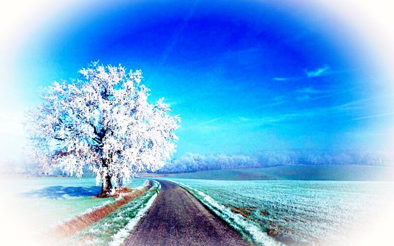 Snow-covered Tree on Road