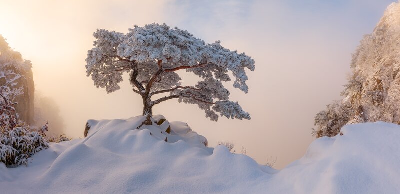 Snow-covered Tree on Rock