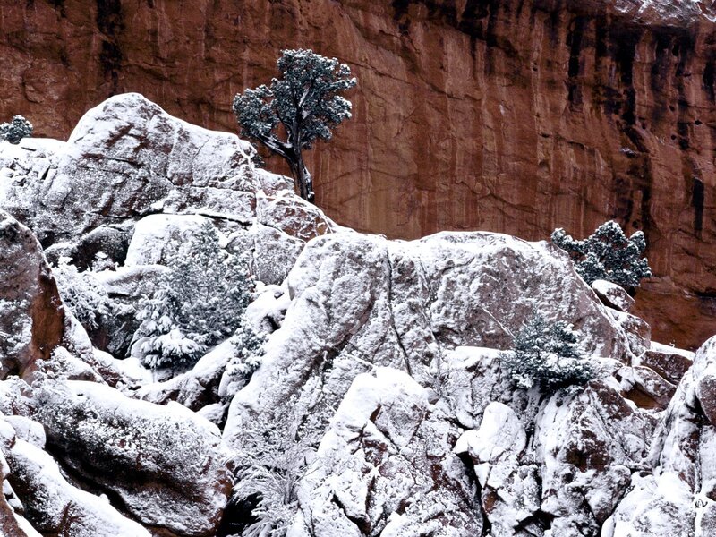 Snow-covered Tree on Rocks