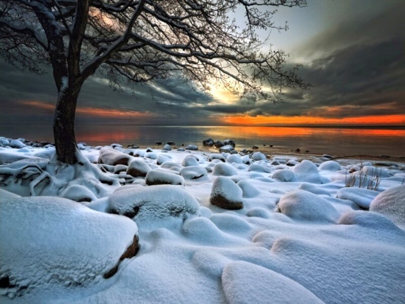 Snow-covered Tree on Shore