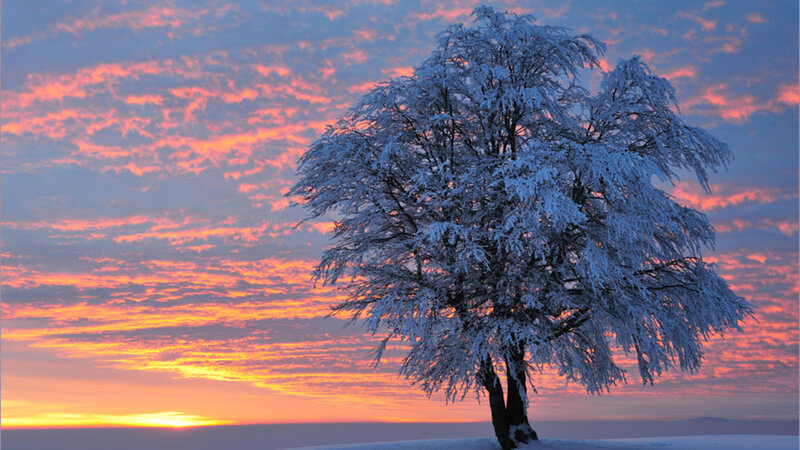 Snow-covered Tree — Orange, Serene