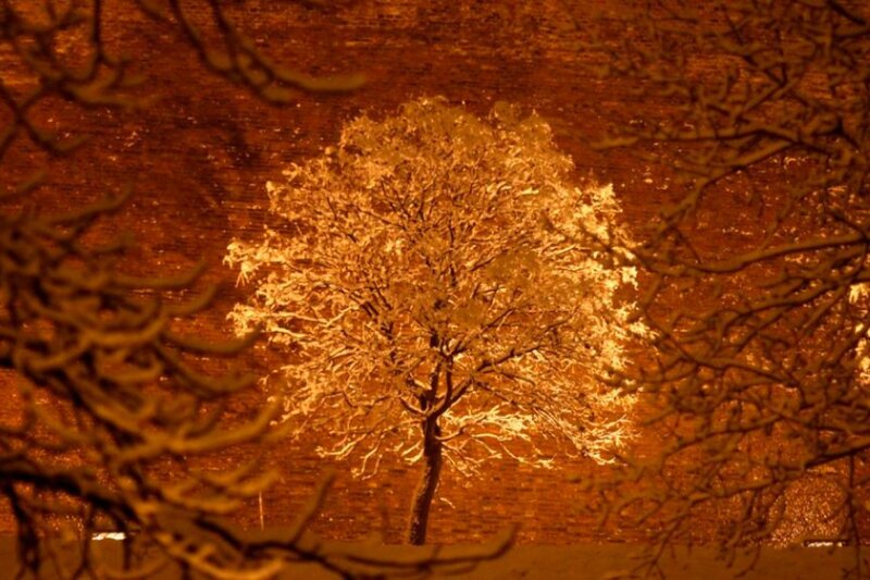Snow-covered Tree — Orange