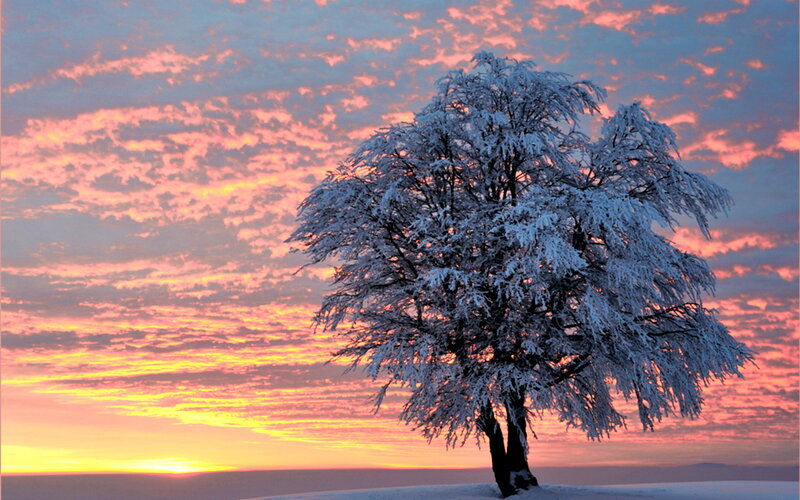 Snow-covered Tree — Pink
