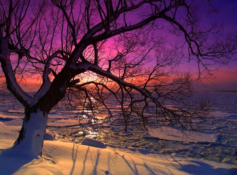 Snow-covered Tree — Purple, Dramatic, Sunset