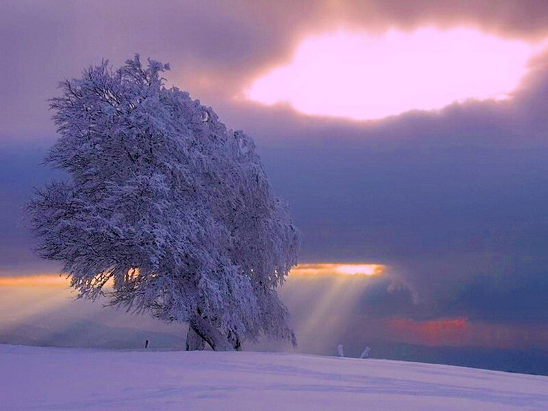 Snow-covered Tree — Purple, Dramatic