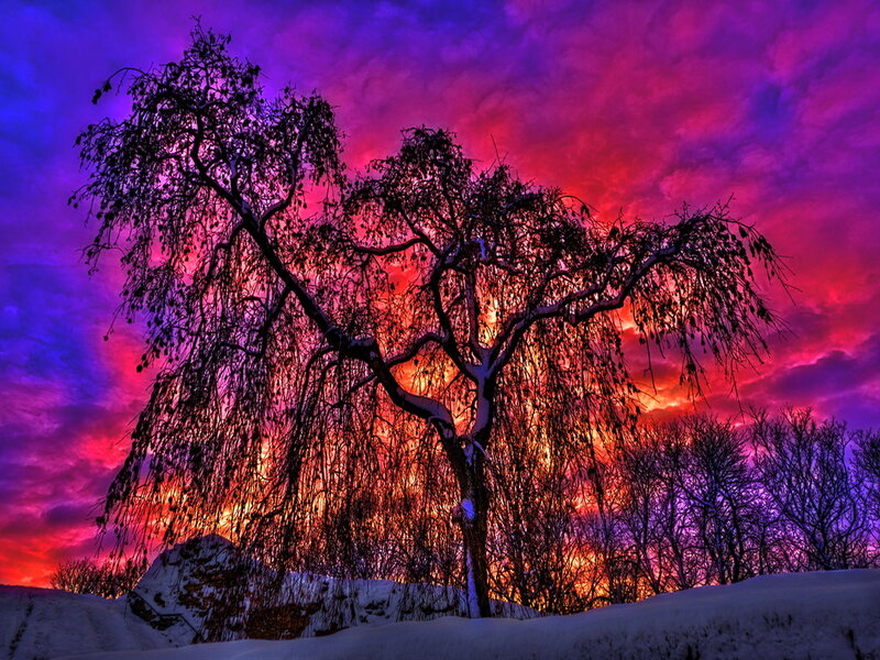 Snow-covered Tree — Purple, Dramatic, Winter, Photograph