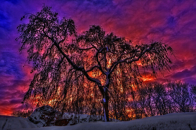 Snow-covered Tree — Purple, Dramatic, Winter