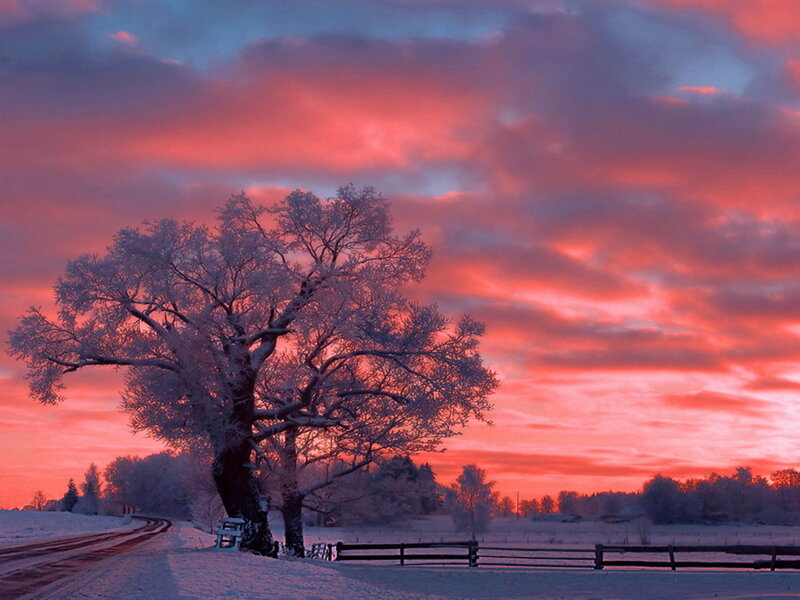 Snow-covered Tree — Red