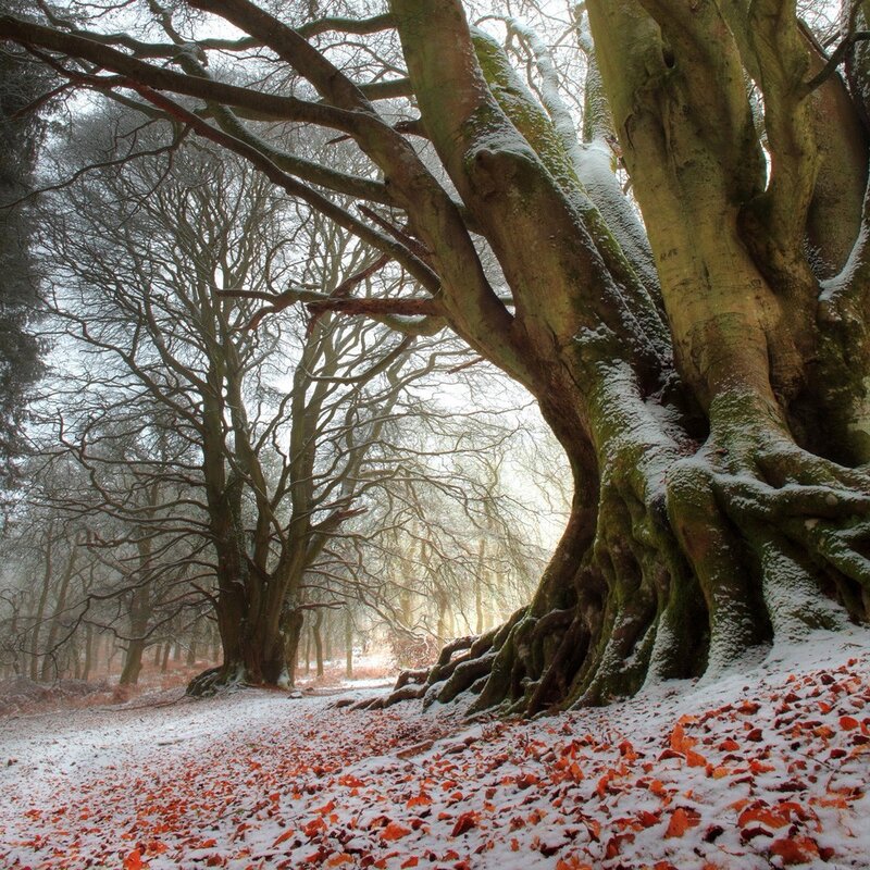 Snow-covered Tree Roots