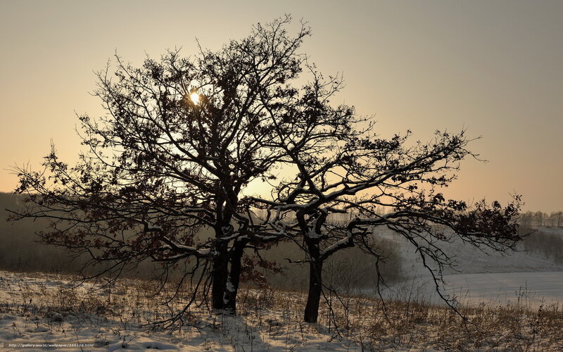 Snow-covered Tree Silhouette