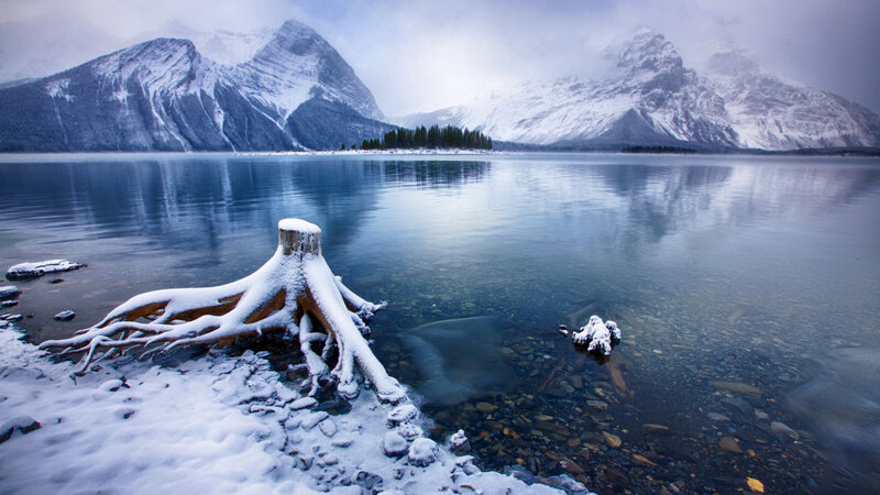 Snow-covered Tree Stump — Blue, Serene
