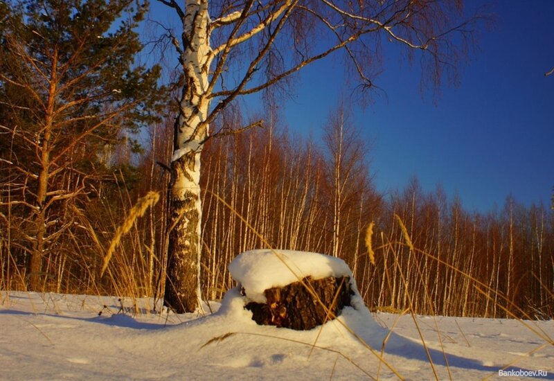 Snow-covered Tree Stump