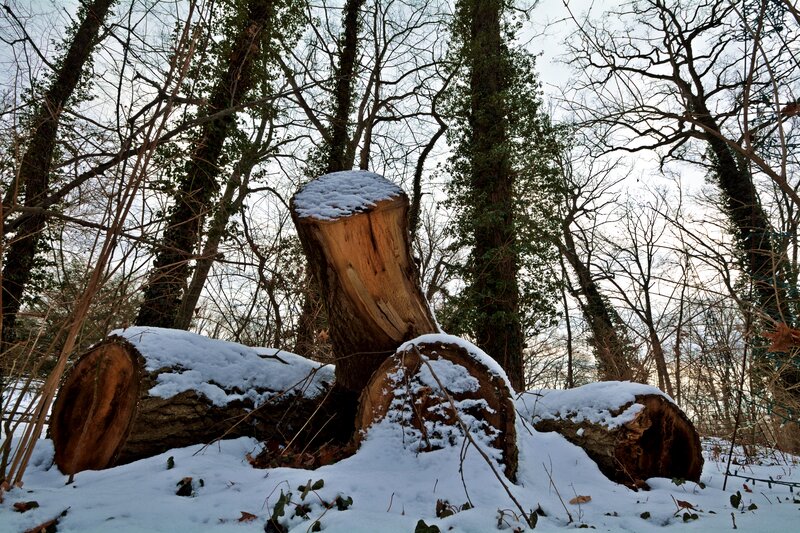 Snow-covered Tree Stumps — White