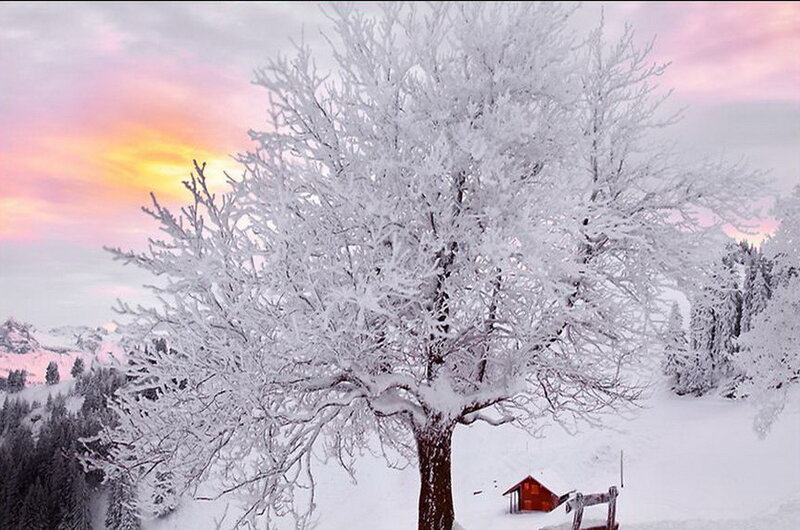 Snow-covered Tree
