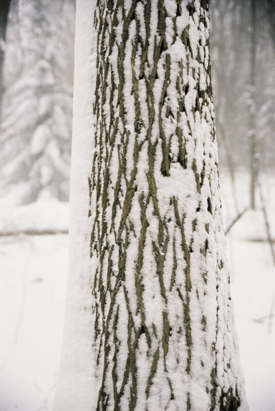 snow-covered tree trunk