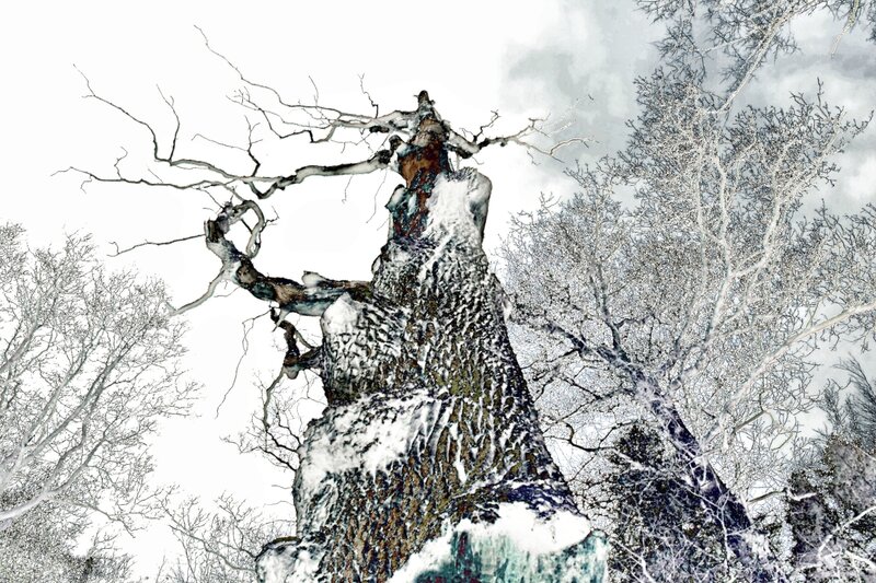 Snow-covered Tree Trunk — White, Dramatic