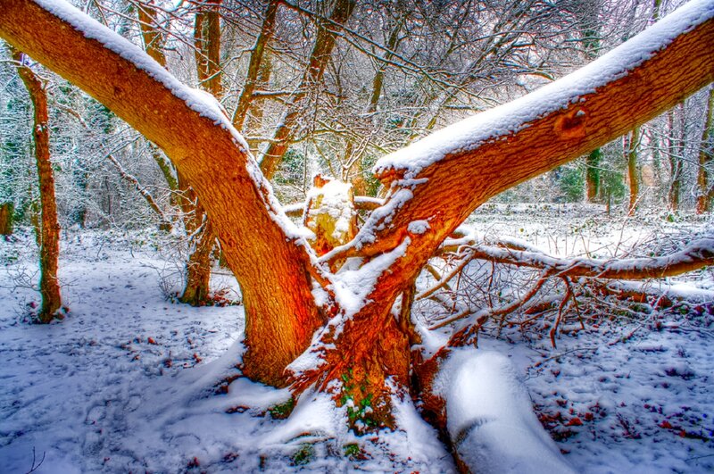Snow-covered Tree Trunk — White