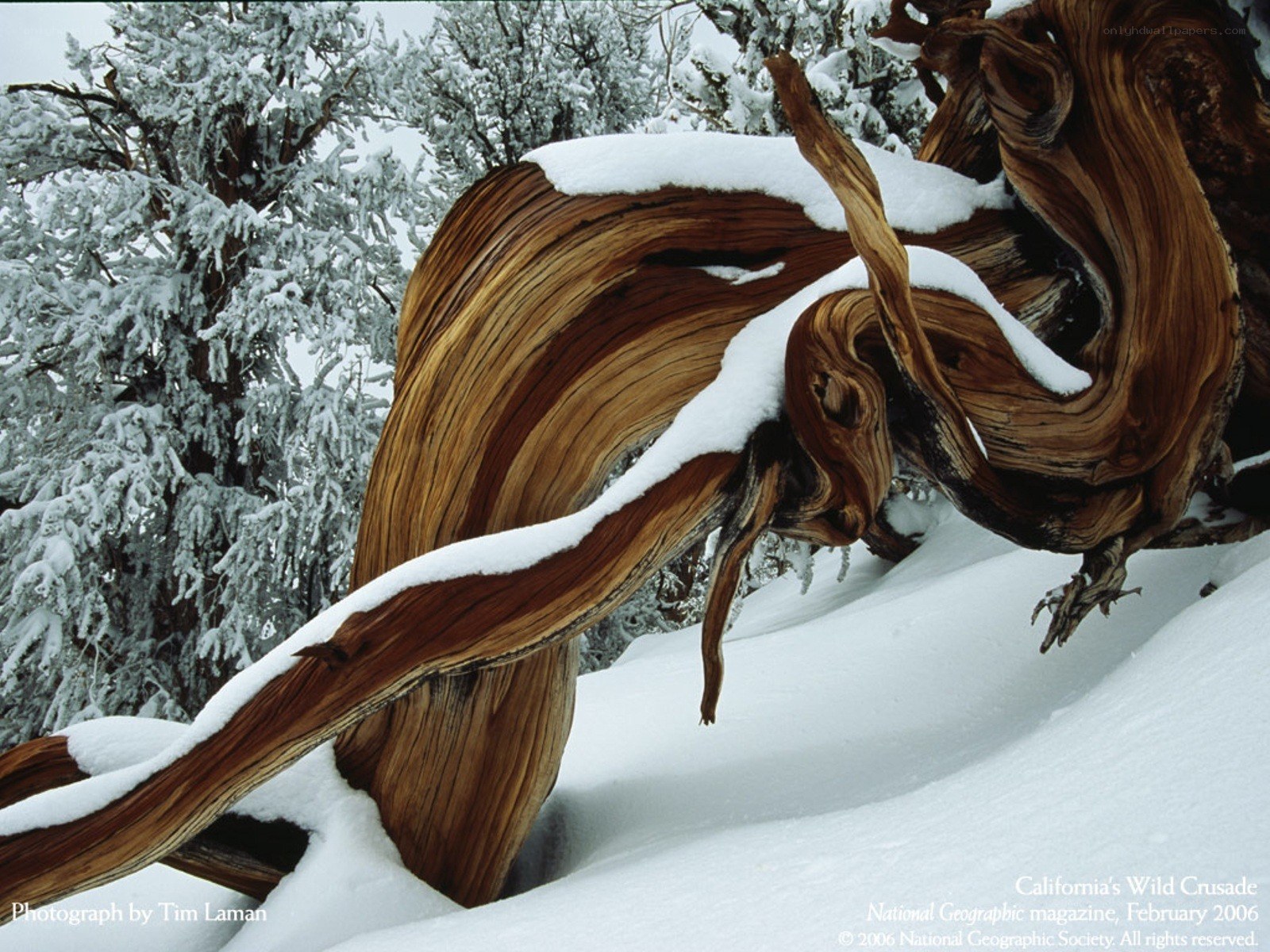 Snow-covered tree trunk