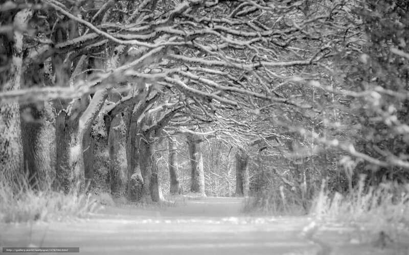 Snow-covered Tree Tunnel — Black
