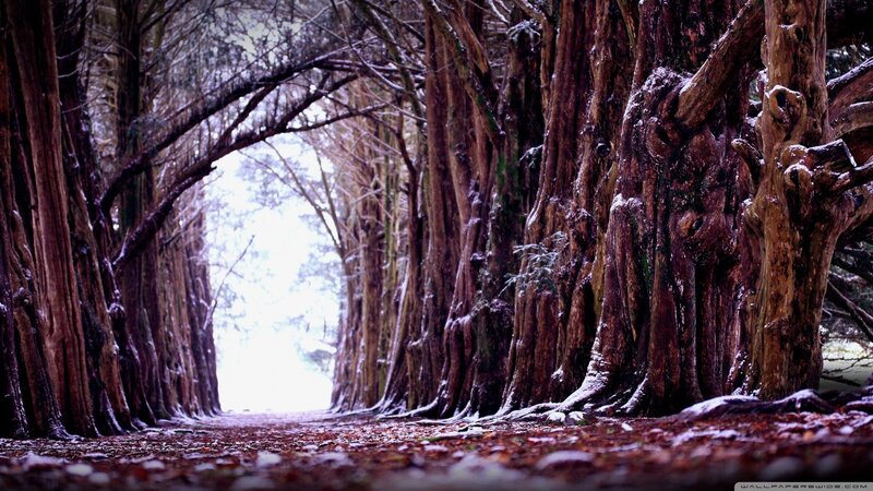 Snow-covered Tree Tunnel — Brown, Serene