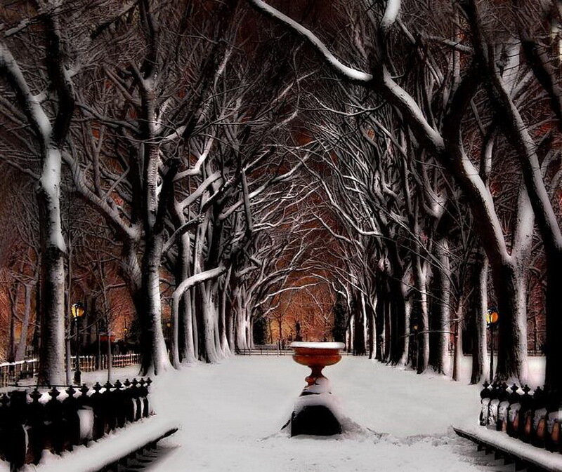 Snow-covered Tree Tunnel