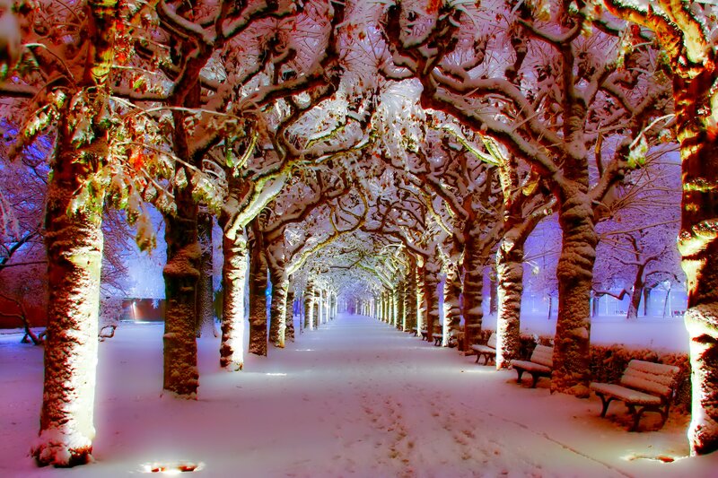 Snow-covered Tree Tunnel — White, Serene