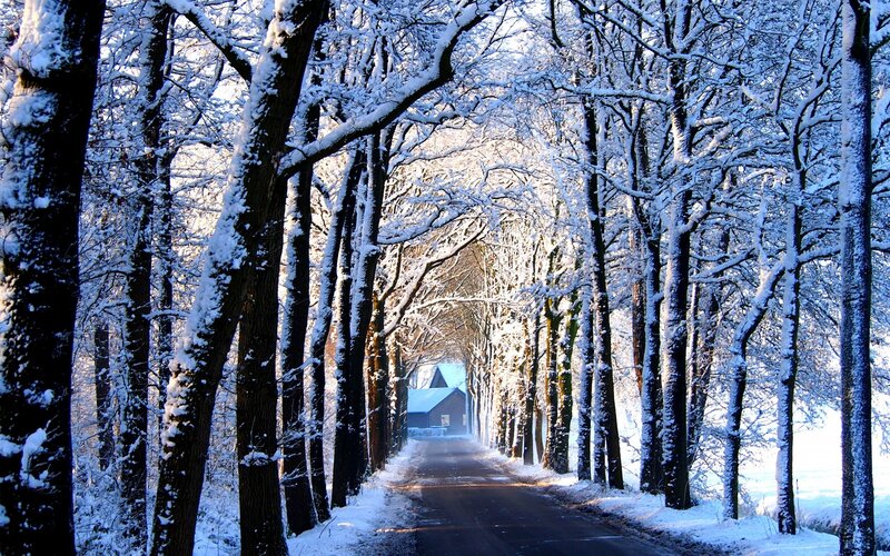 Snow-covered Tree Tunnel — White, Serene, Winter
