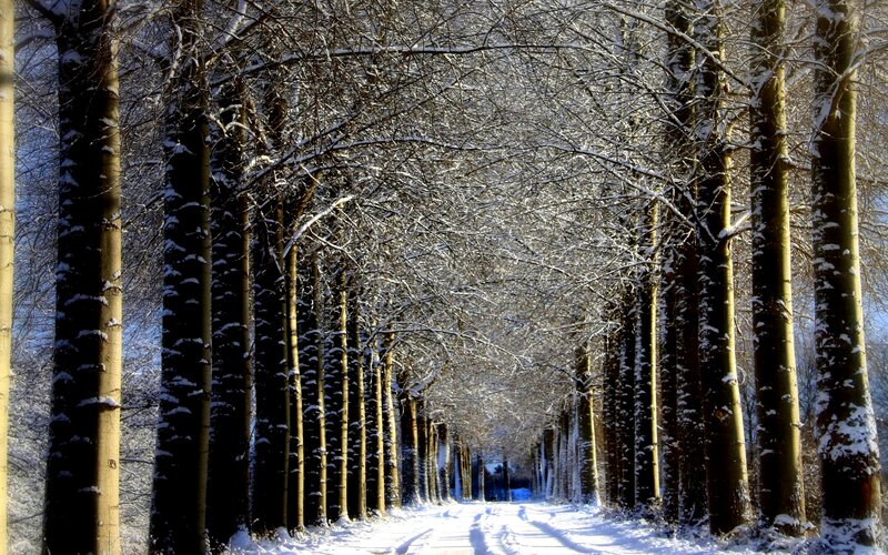 Snow-covered Tree Tunnel — White