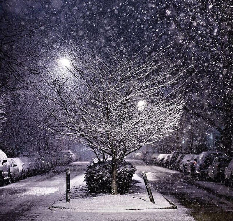 Snow-covered Tree — White, Calm, Night