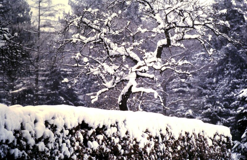 Snow-covered Tree — White, Calm