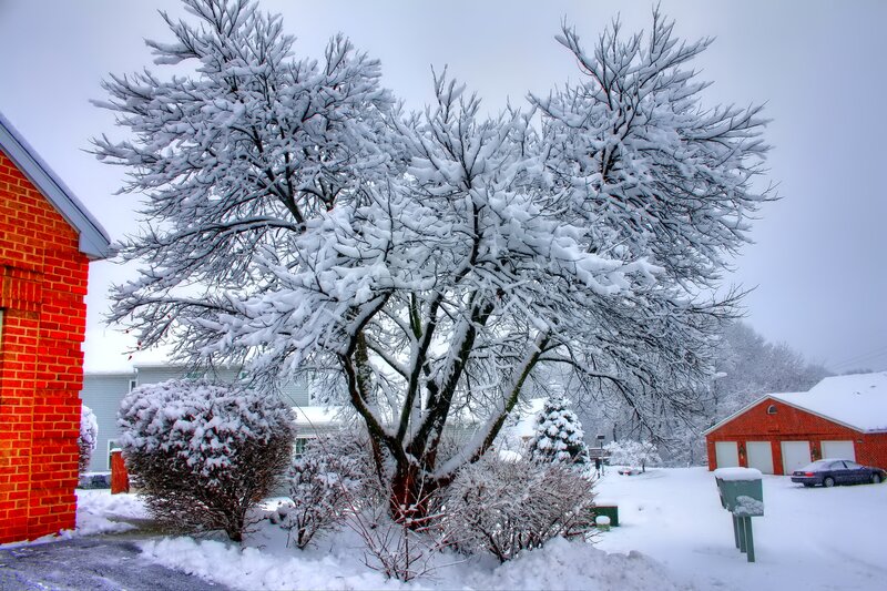 Snow-covered Tree — White, Calm, Winter, Photograph, Brick House