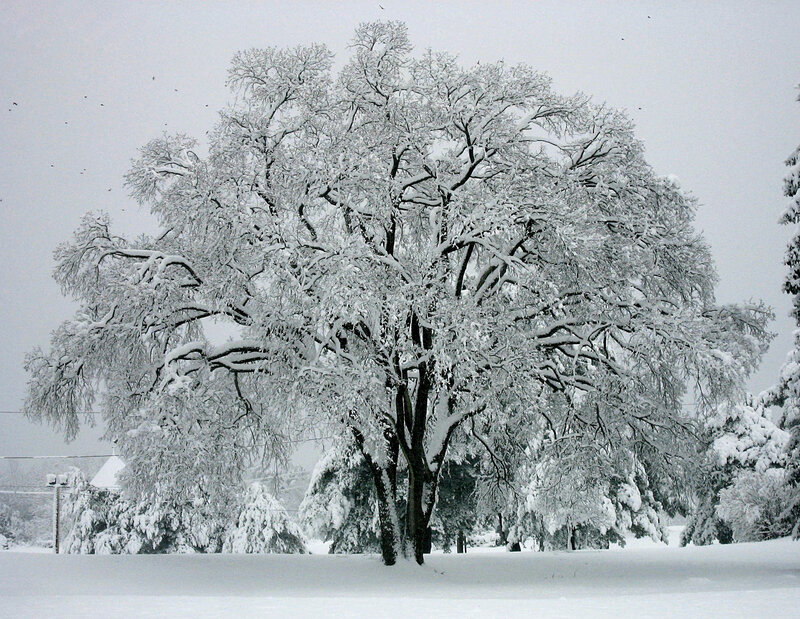 Snow-covered Tree — White, Calm, Winter, Photograph, Snow, Sky