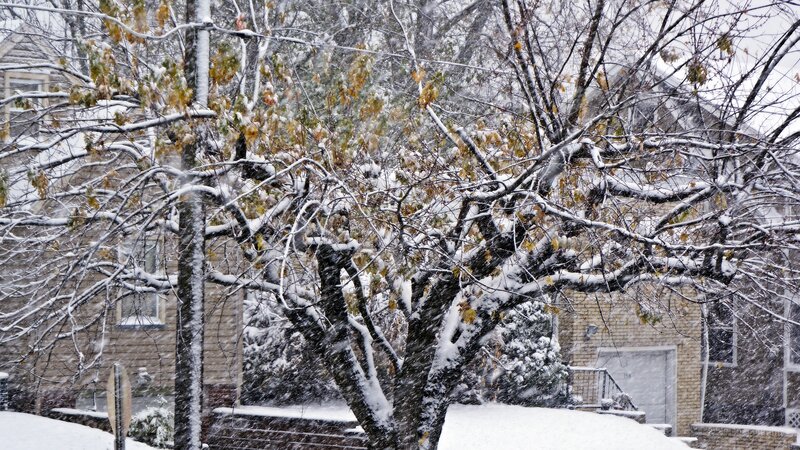 Snow-covered Tree — White, Calm, Winter, Photograph