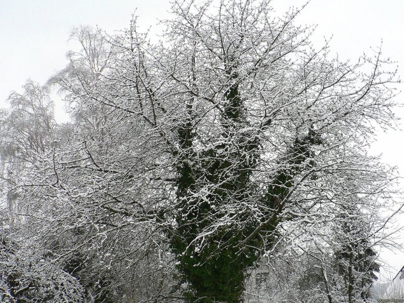 Snow-covered Tree — White, Calm, Winter, Photograph, Trees