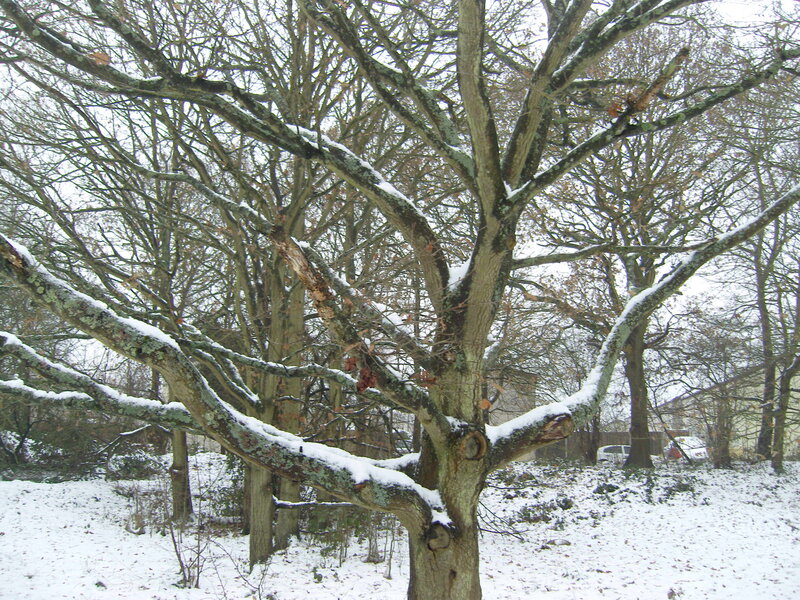 Snow-covered Tree — White, Calm, Winter